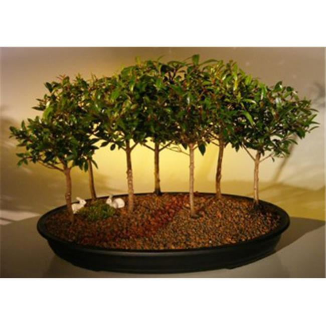 Picture of Bonsai Boy e2381 Flowering Brush Cherry Bonsai Tree - Eugenia Myrtifolia
