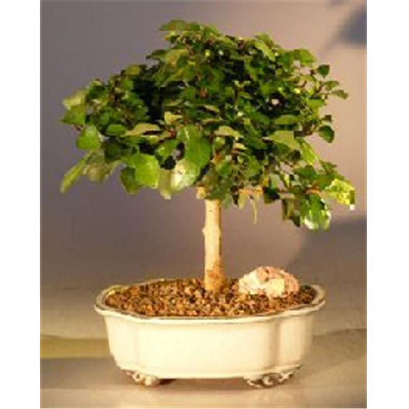 Picture of Bonsai Boy e3016 Flowering Parrots Beak Tree - Gmelina Philippensis - Medium