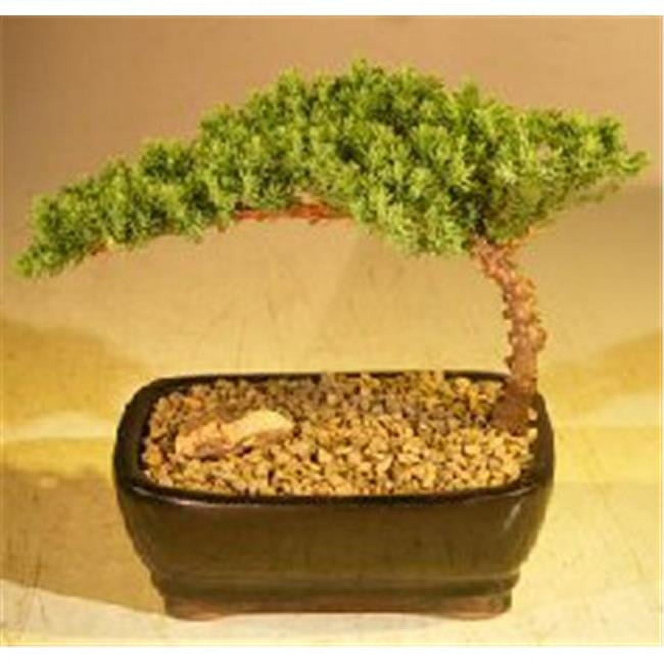 Picture of Bonsai Boy a1001 Juniper Bonsai Tree - Juniper Procumbens Nana - Small
