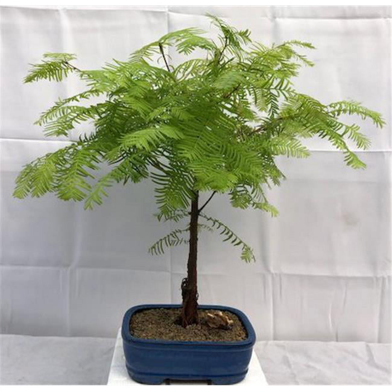 Picture of Bonsai Boy c2021 Redwood Bonsai Tree - Metasequoia Glyptostroboides - Medium