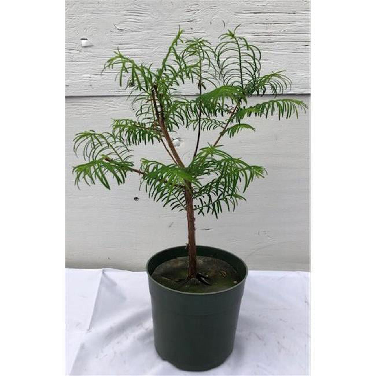 Picture of Bonsai Boy c2024 Pre Bonsai Redwood Bonsai Tree - Metasequoia Glyptostroboides - Medium