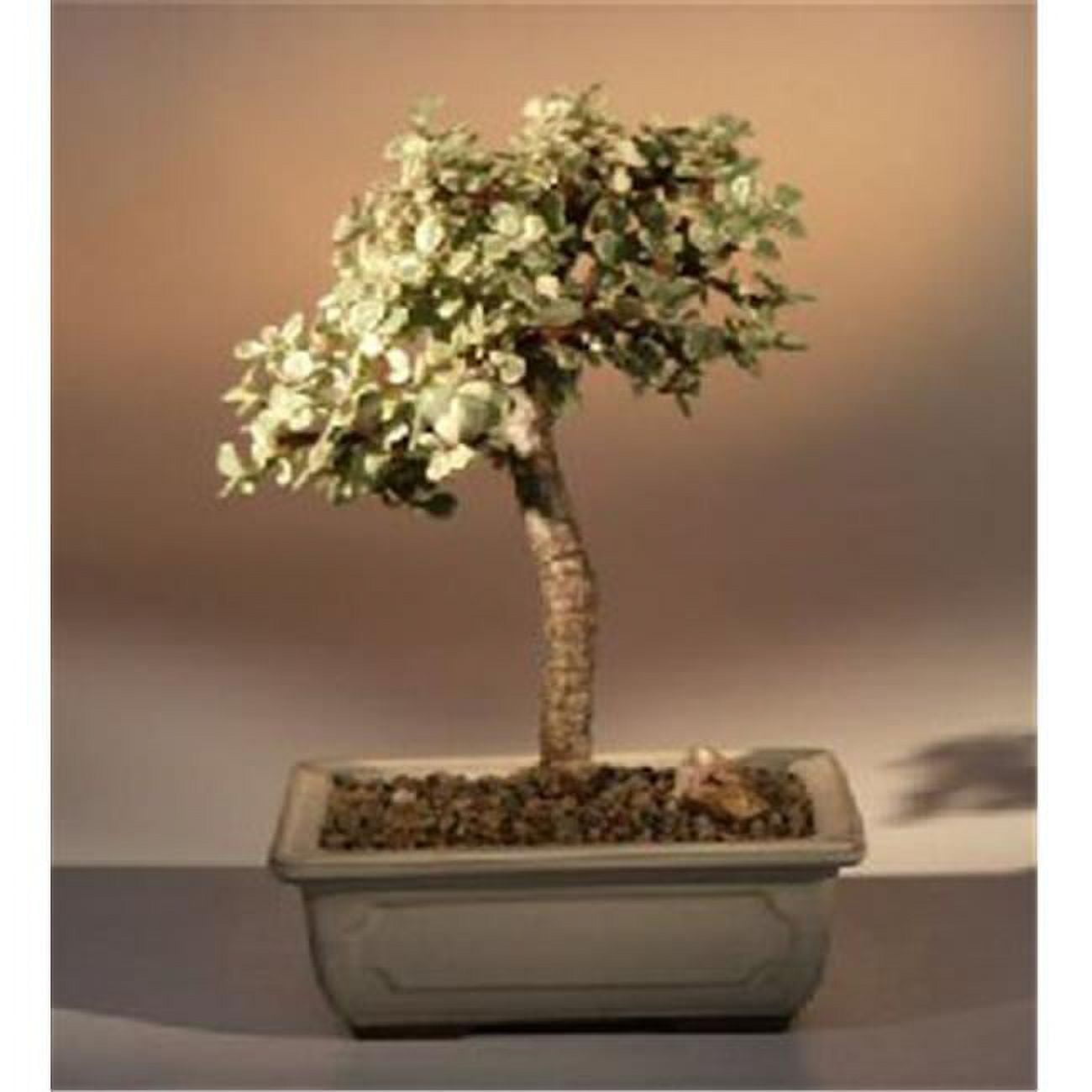 Picture of Bonsai Boy d1374 Variegated Baby Jade Bonsai Tree - Portulacaria Afra Variegata - Medium