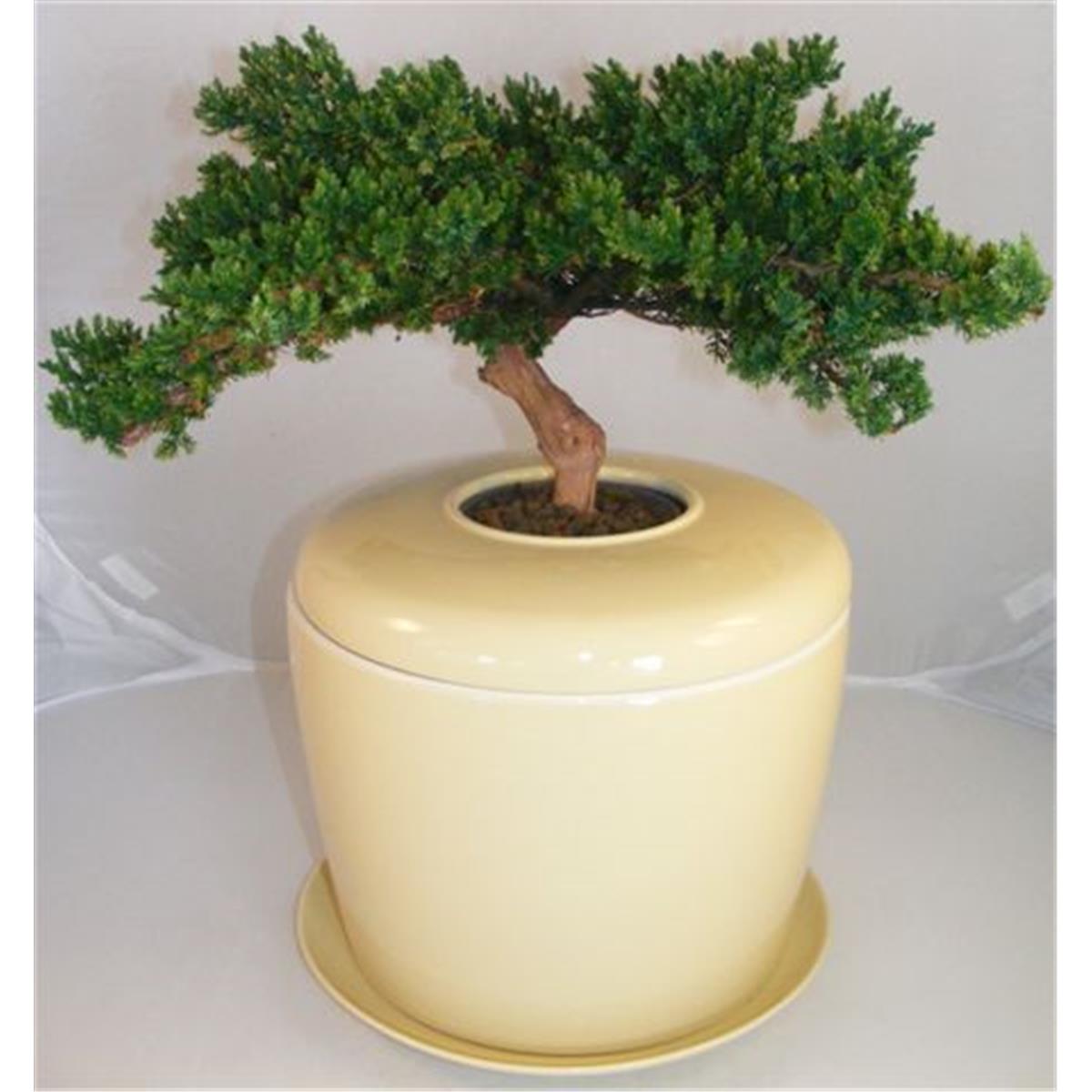 e5017 Monterey Juniper Preserved Bonsai Tree with Matching Humidity & Drip Tray Not a Living Tree