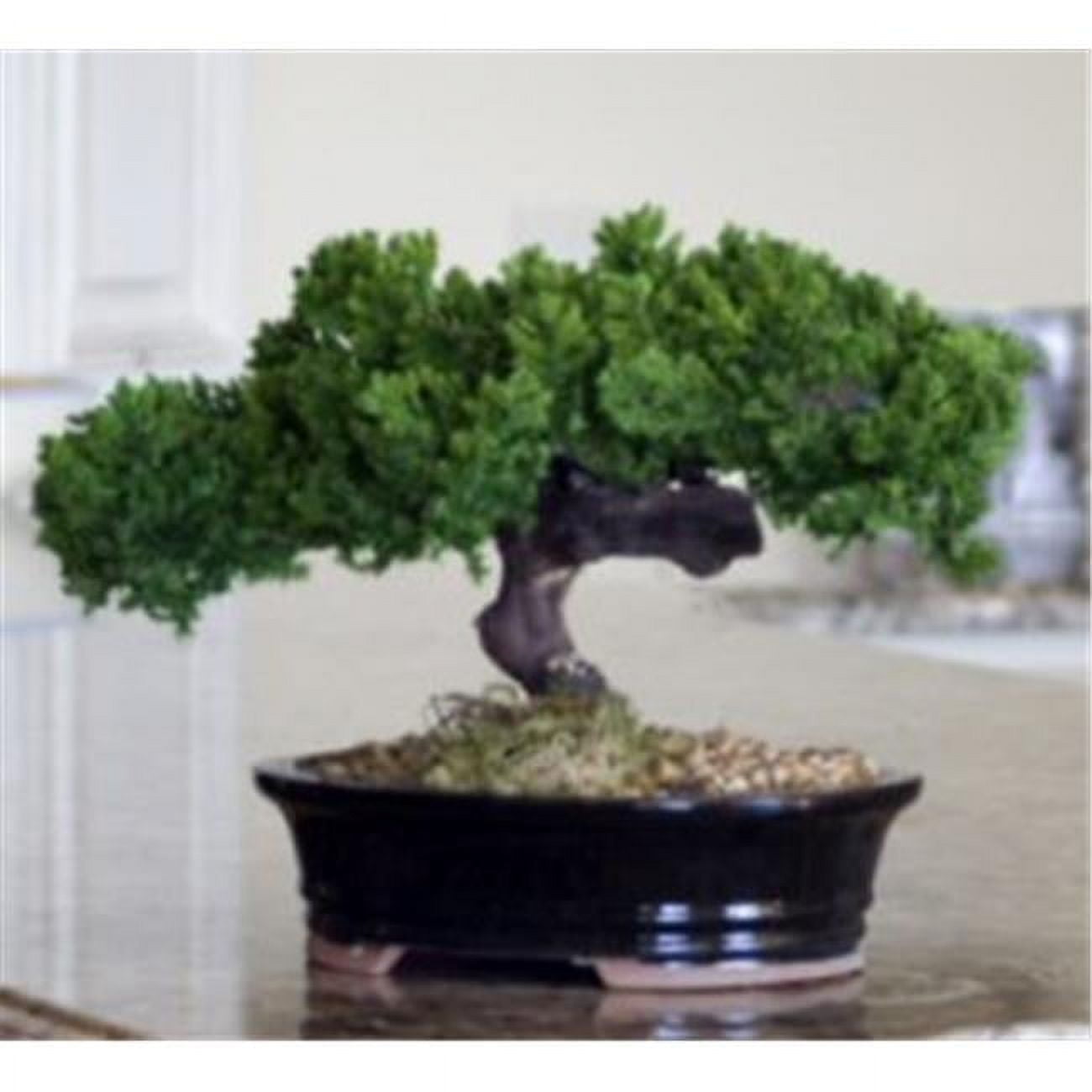 p1319 Monterey Juniper Single Trunk Preserved Bonsai Tree