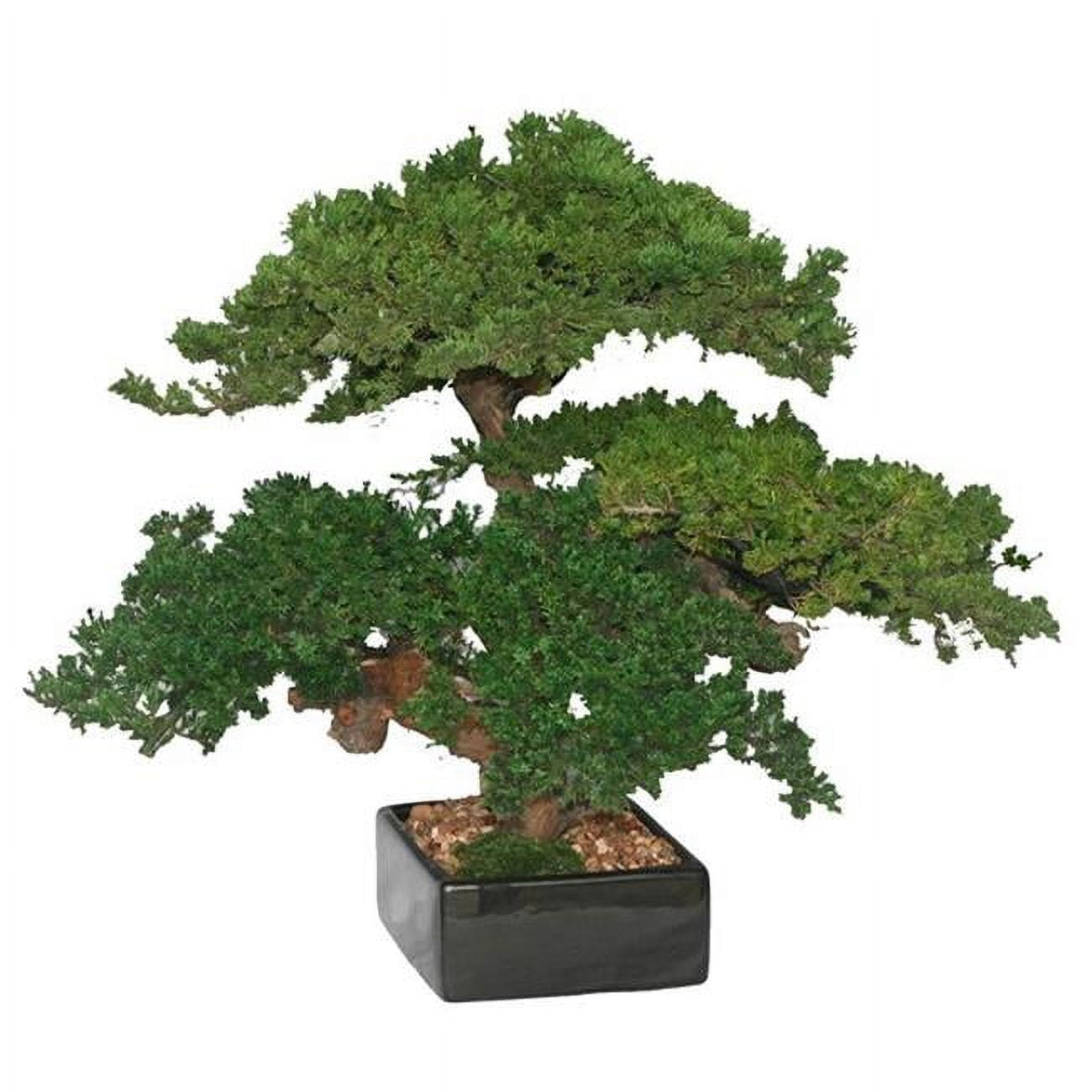 BONSAI BOY