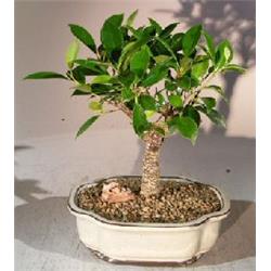a1028 Ficus Retusa Bonsai Tree - Ficus Retusa - Medium