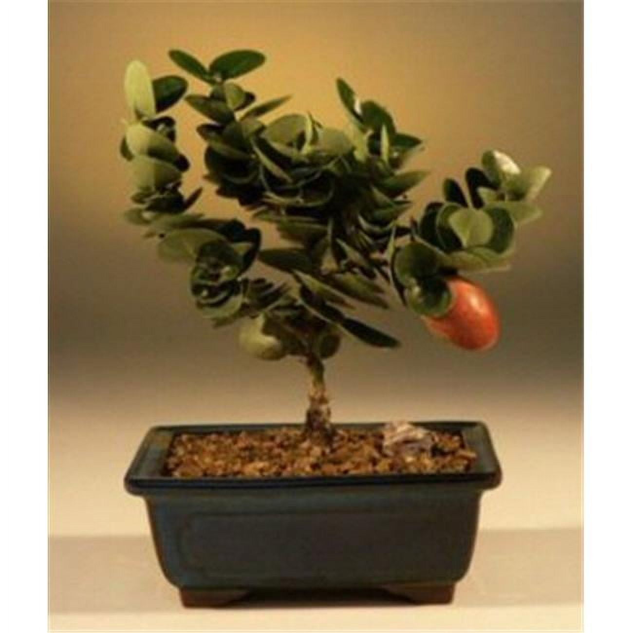 Picture of Bonsai Boy d1308 Flowering Dwarf Plum Tree - Carissa Macrocarpa - Small