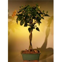 e1962 Flowering Mango Mist Tropical Hibiscus with Braided Trunk Style - Rosa Sinensis