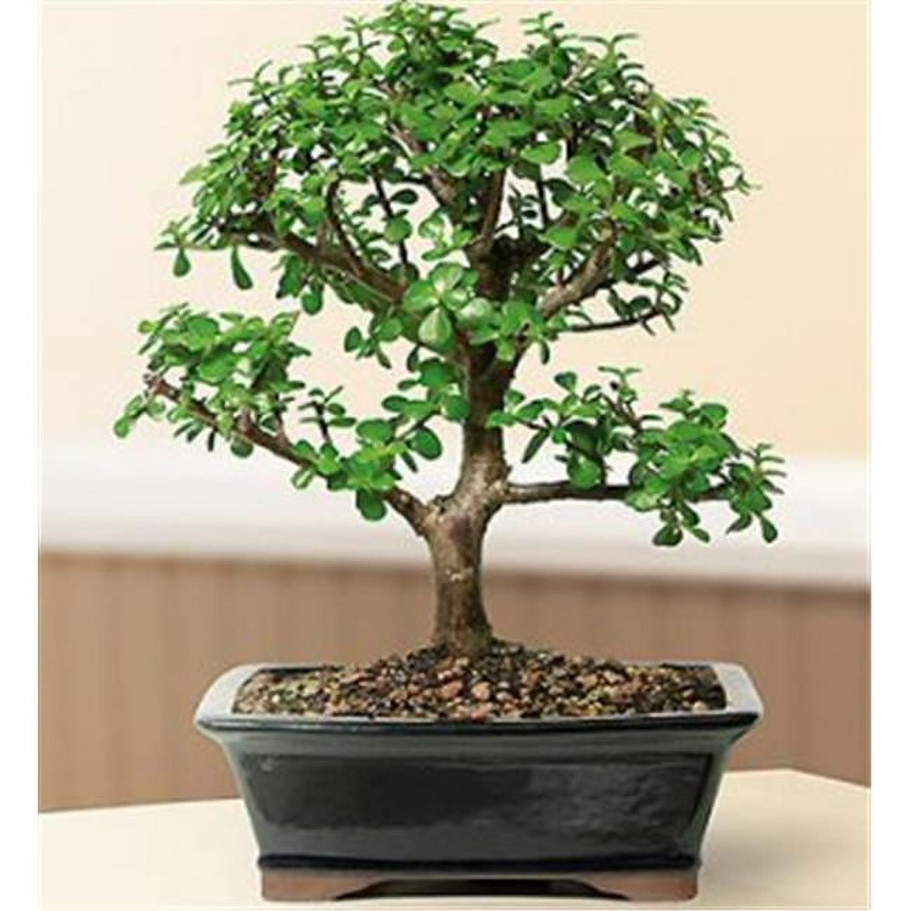 Picture of Bonsai Boy e2122 Baby Jade Bonsai Tree - Portulacaria Afra - Large