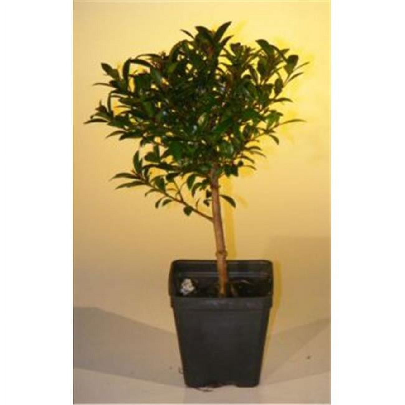 Picture of Bonsai Boy e2247 Pre Bonsai Flowering Brush Cherry Bonsai Tree - Eugenia Myrtifolia - Small