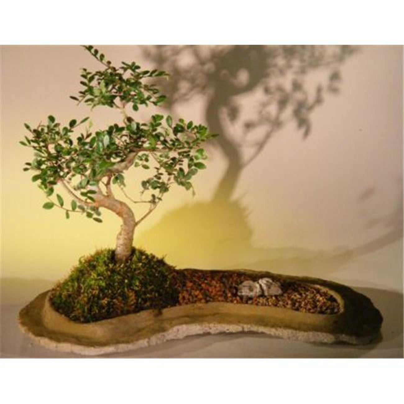 Picture of Bonsai Boy e2353 Chinese Elm Bonsai Tree On Rock Slab - Ulmus Parvifolia