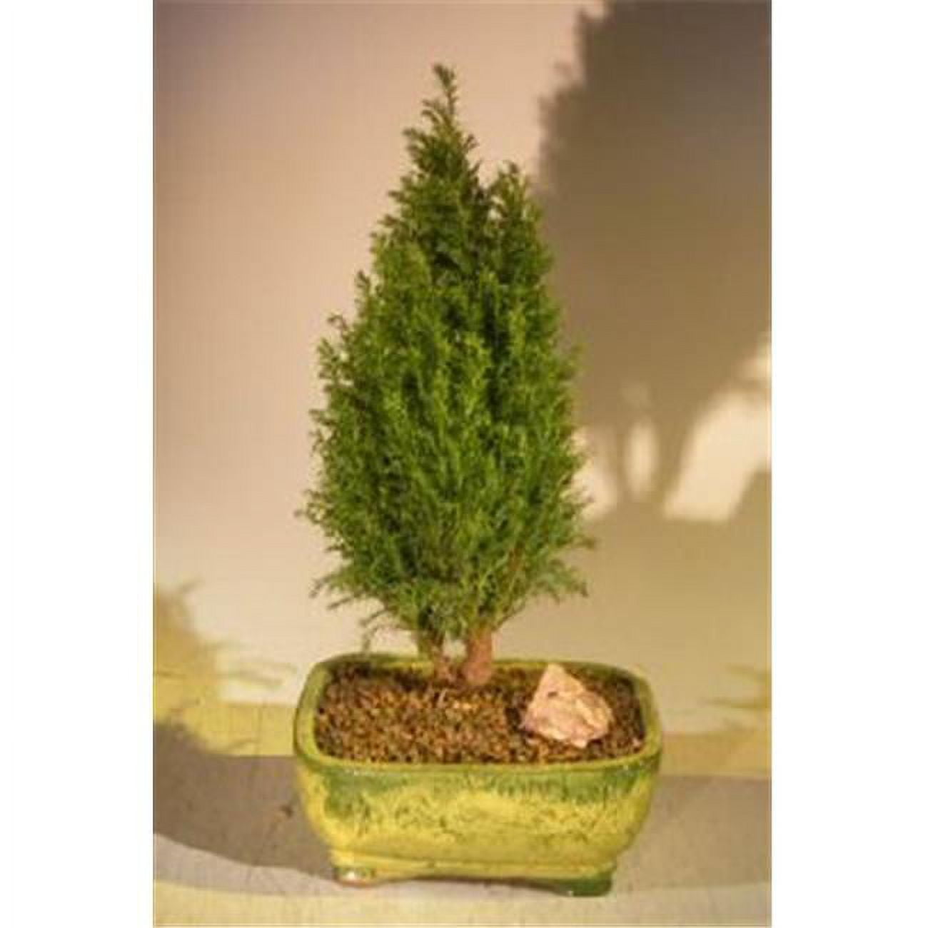 Picture of Bonsai Boy e2460 European Cypress Evergreen Bonsai Tree - Chamaecypari Iawsoniana Ellwoodii