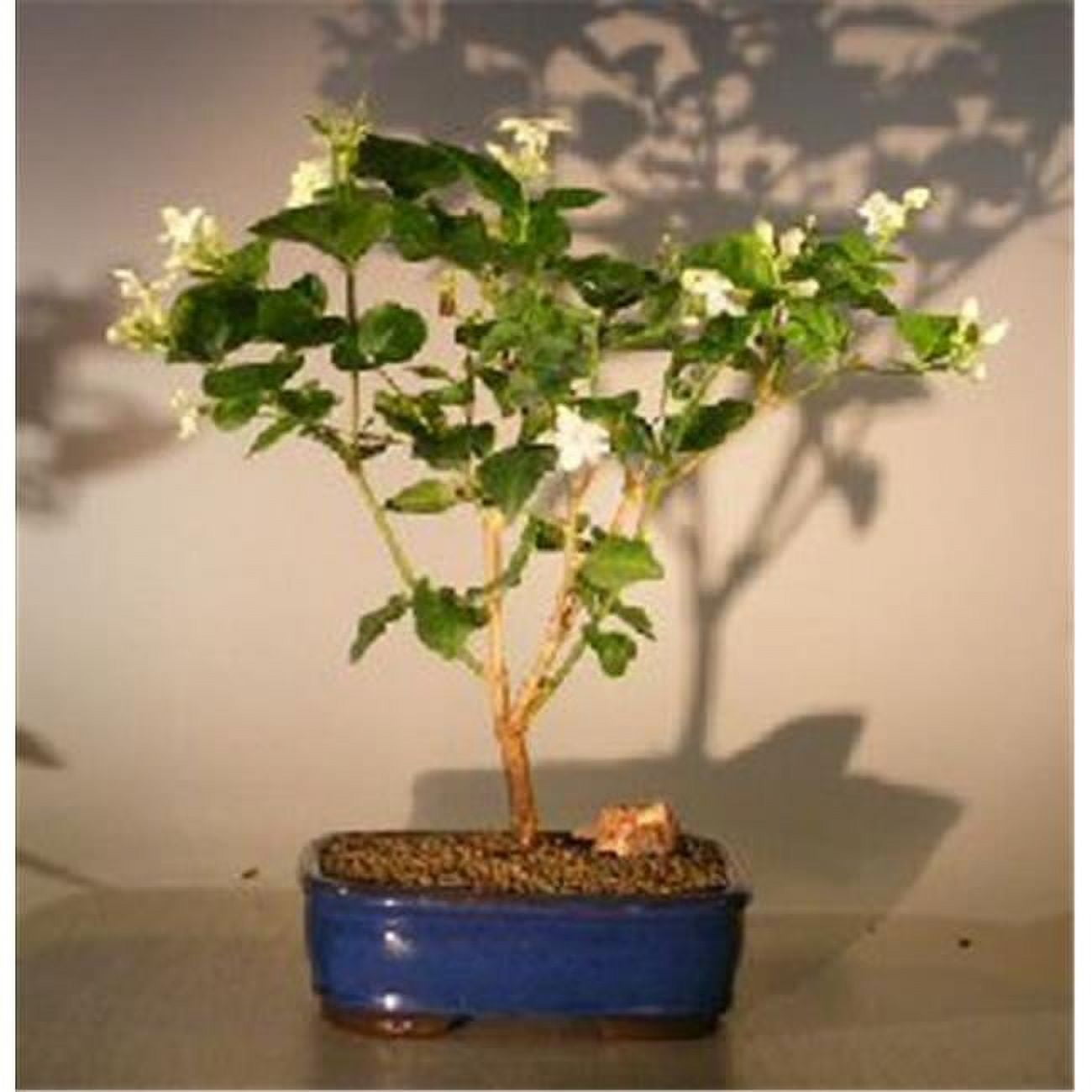 Picture of Bonsai Boy e3106 Flowering Arabian Jasmine - Jasminum Sambac