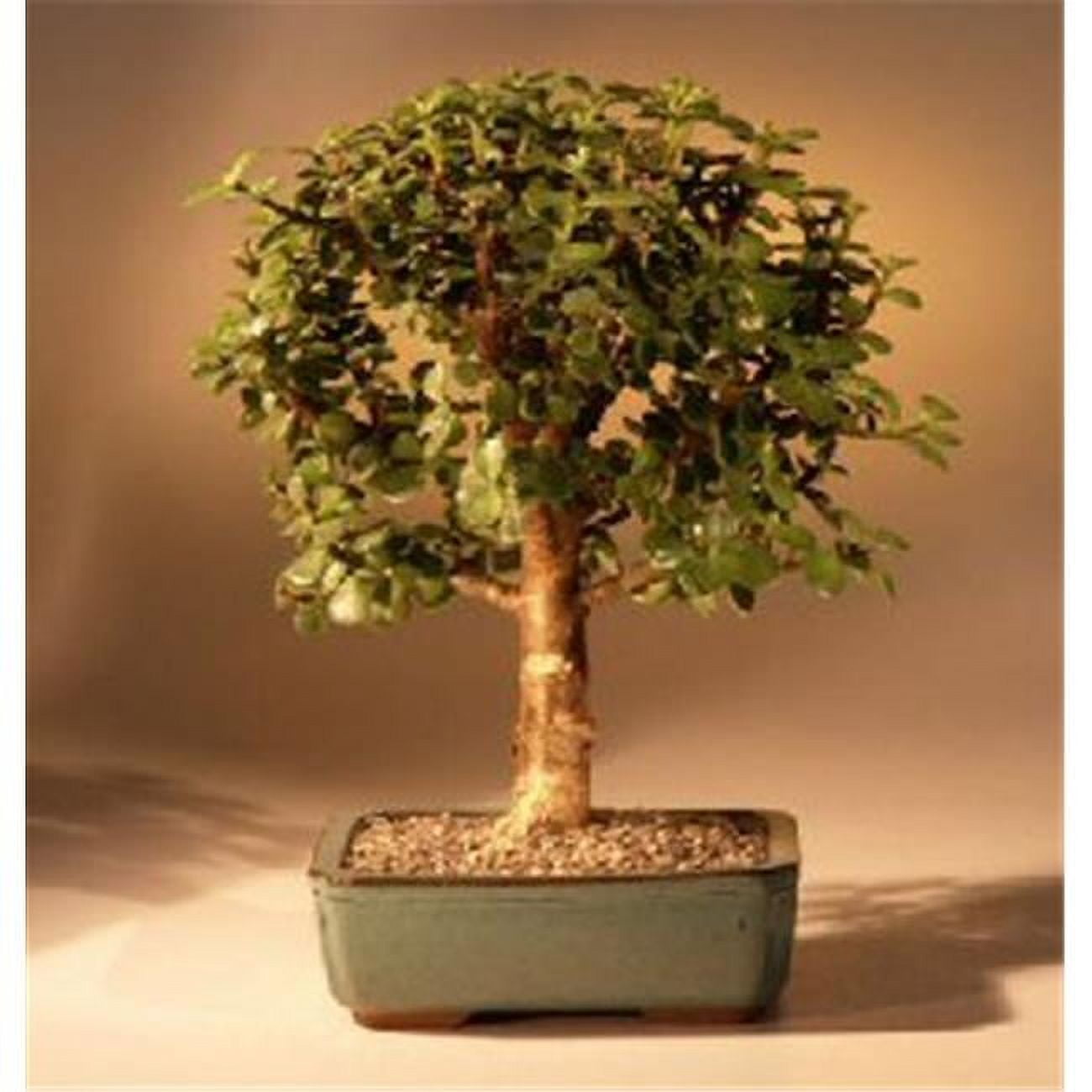 Picture of Bonsai Boy b1113 Baby Jade Bonsai Tree - Portulacaria Afra - Medium