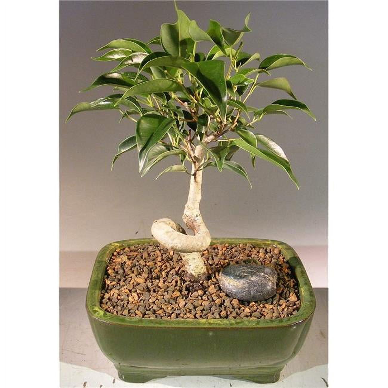 Oriental Ficus Bonsai Tree with Coiled Trunk - Ficus Benjamina Orientalis - Small
