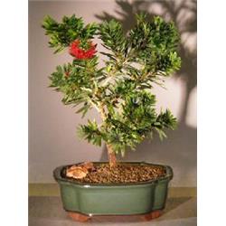 e3005 Little John Flowering Bottlebrush - Callistemon Citrinus - Medium
