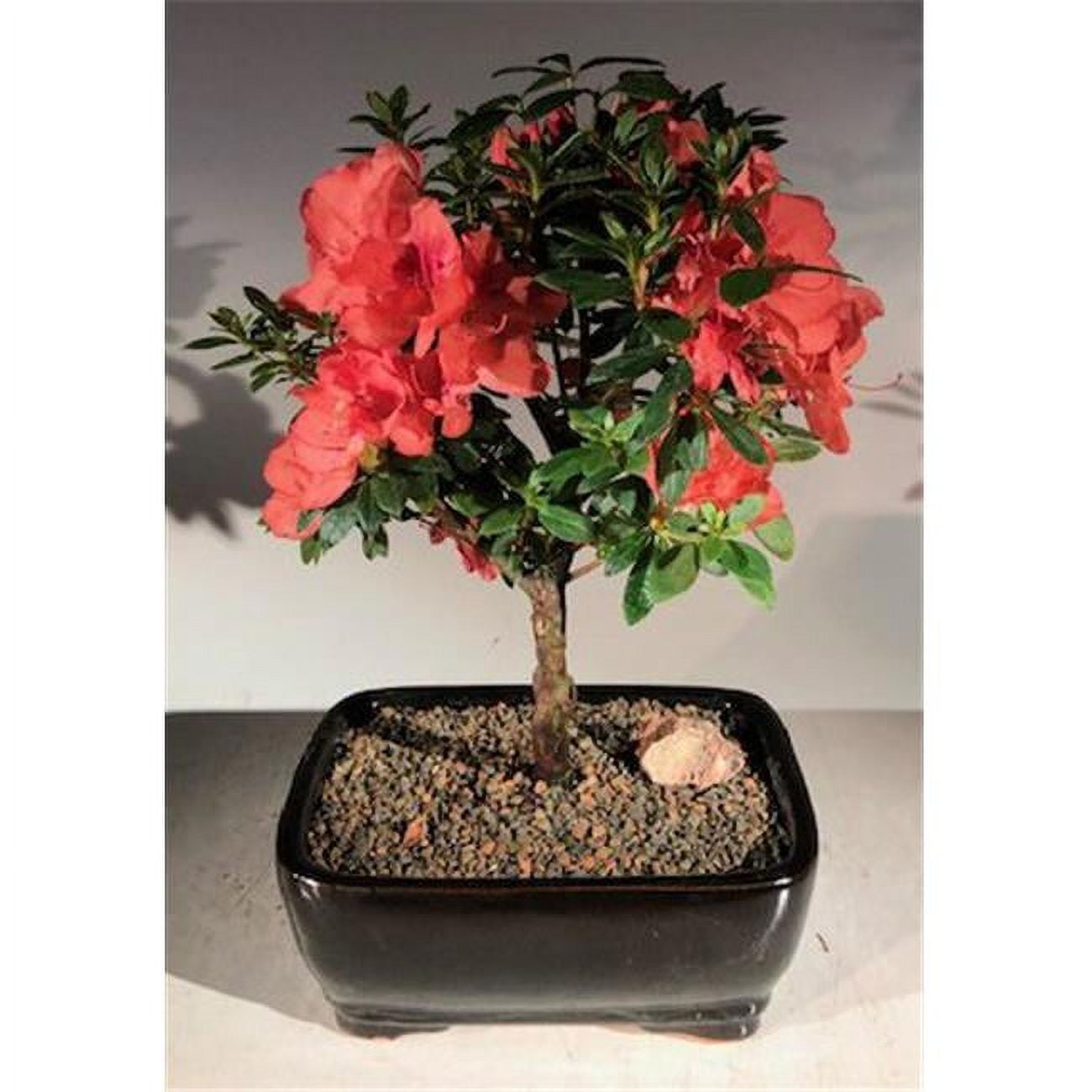 Picture of Bonsai Boy e3206 Flowering Tropical Duc De Rohan Azalea Bonsai Tree - Southern Indica
