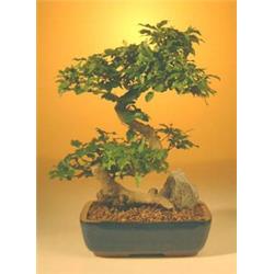 Flowering Ligustrum Bonsai Tree - Large Curved Trunk Style - Ligustrum Lucidum