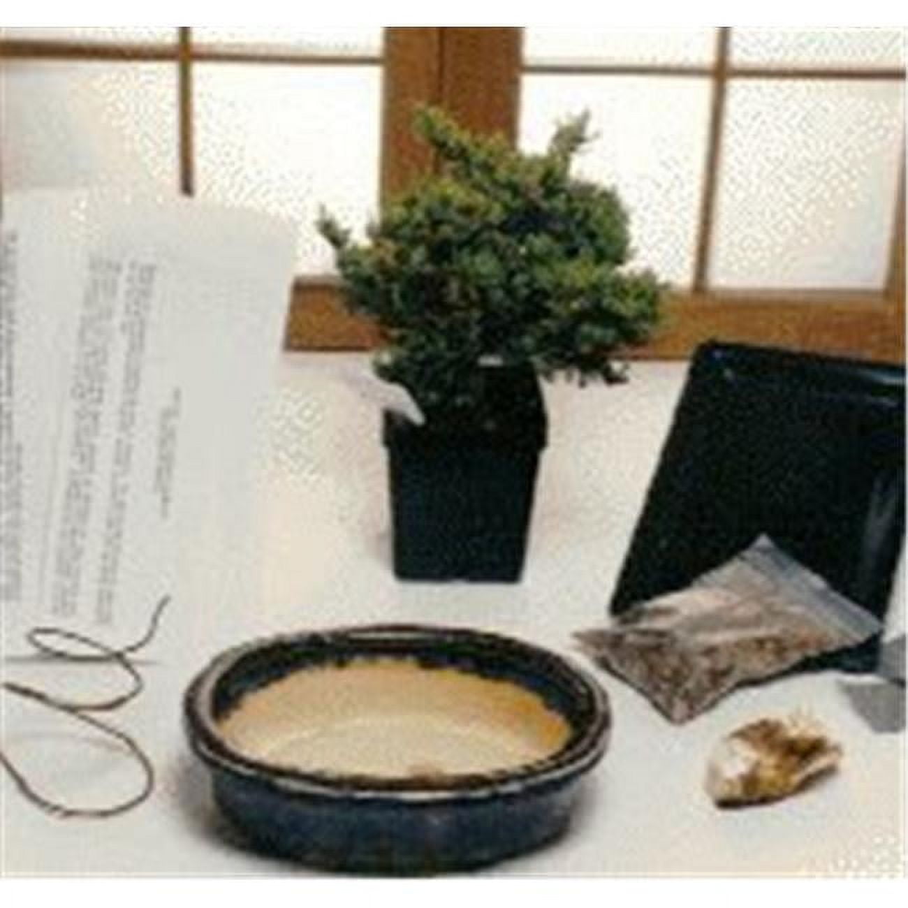Picture of Bonsai Boy a1076 Basic Starter Kit - Juniper Procumbens - Make Your Own Bonsai Tree