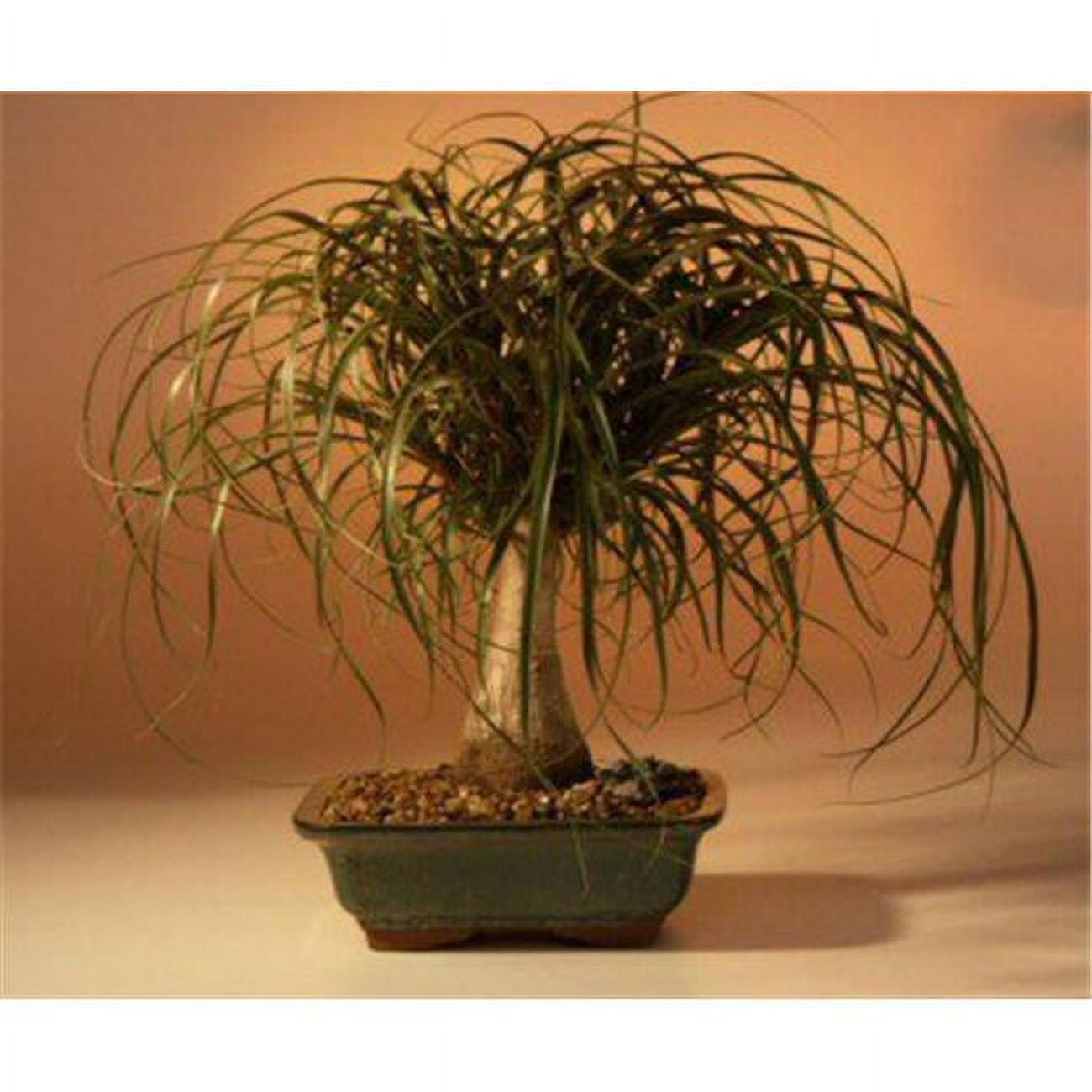 Picture of Bonsai Boy c1230 Ponytail Palm Tree - Beaucamea Recurvata - Large