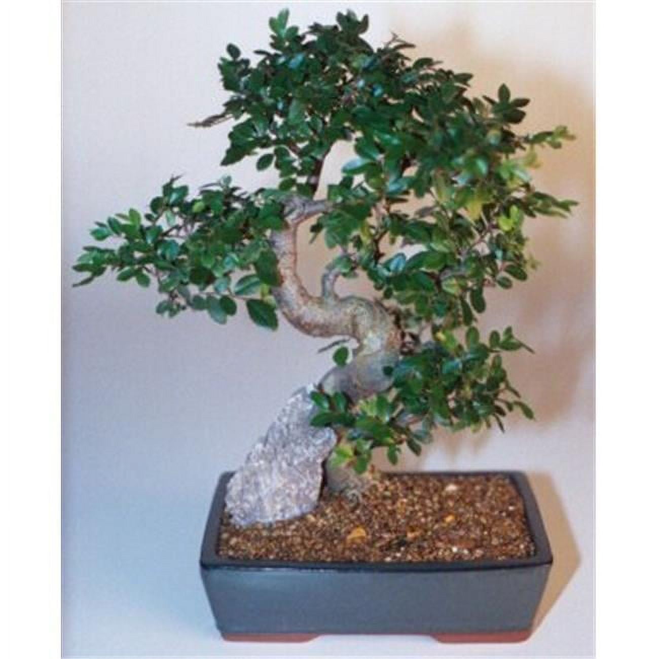 Picture of Bonsai Boy c1289 Chinese Elm Bonsai Tree - Ulmus Parvifolia - Extra Large