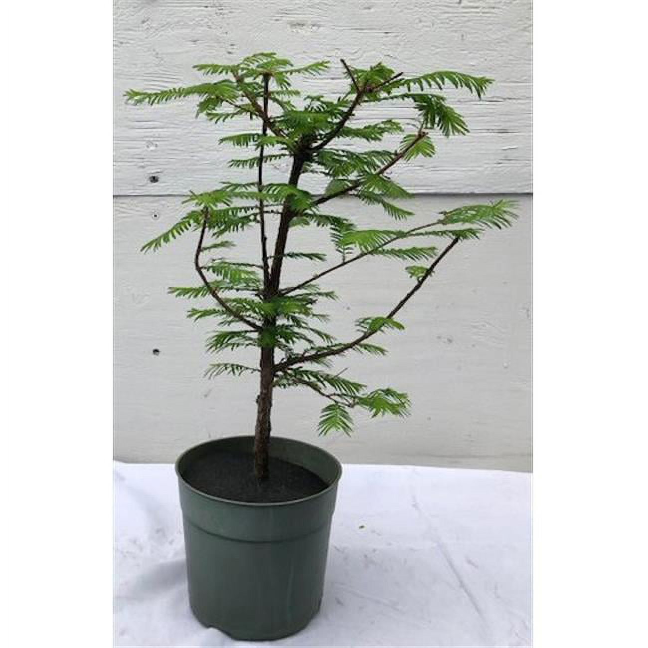 Picture of Bonsai Boy c2023 Pre Bonsai Redwood Bonsai Tree - Metasequoia Glyptostroboides - Large