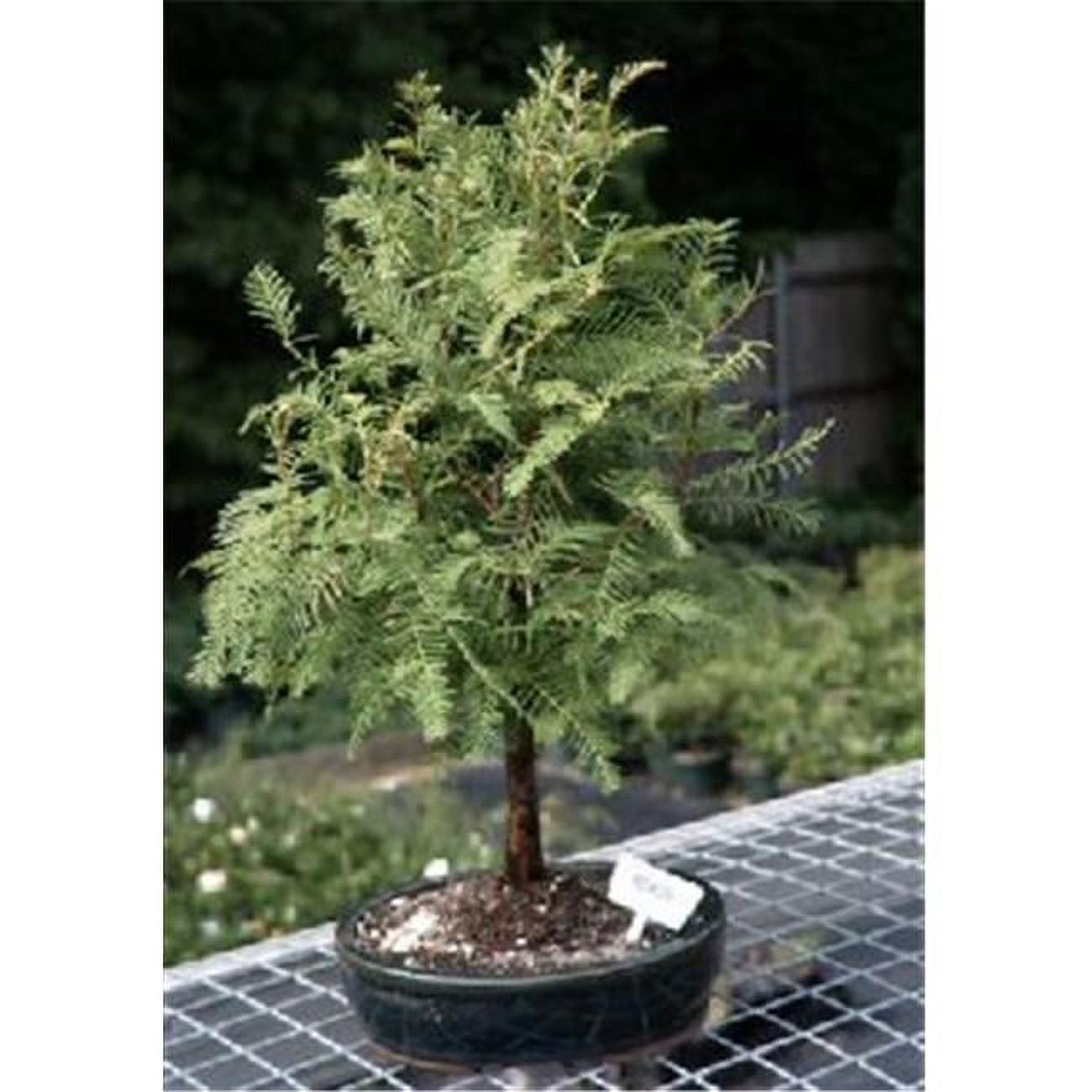 Picture of Bonsai Boy e1469 Redwood Bonsai Tree - Metasequoia Glyptostroboides - Large