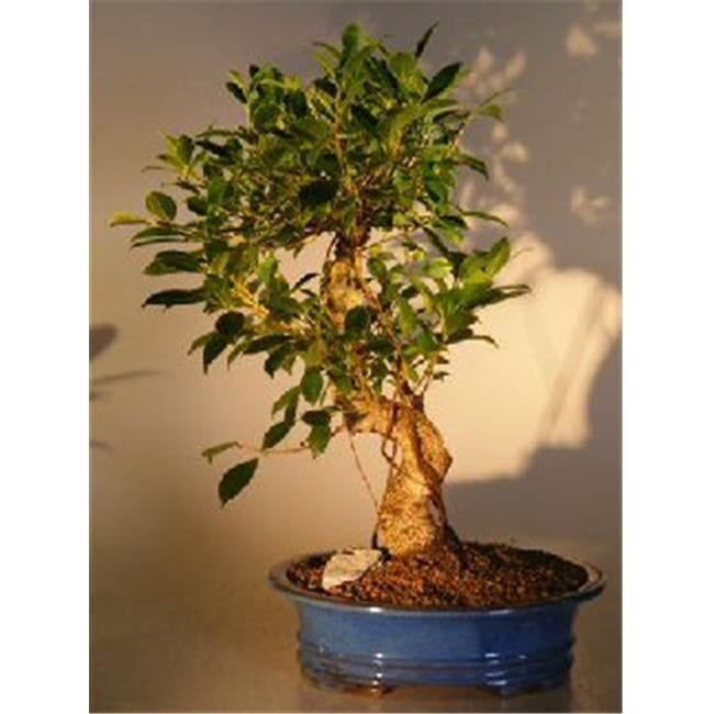 Picture of Bonsai Boy e1774 Golden Coin Bonsai Tree - Ficus Retusa - Extra Large