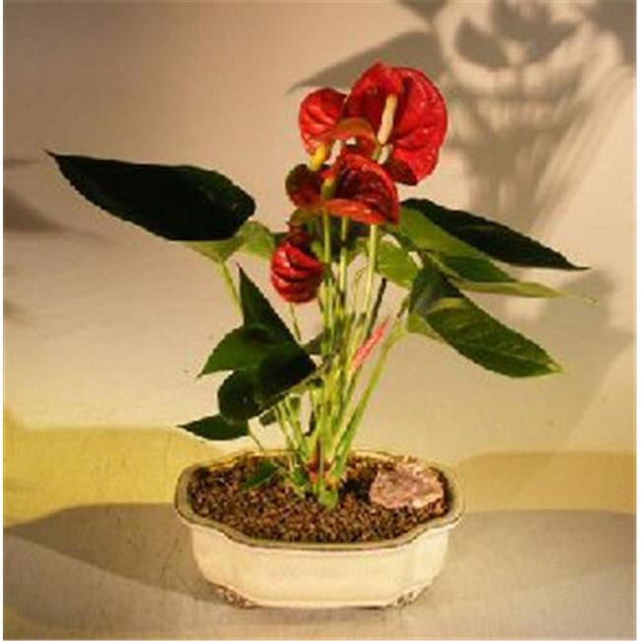 Picture of Bonsai Boy e2234 Flowering Anthurium Small Talk Bonsai Tree - Anthurium Andraeanum&#44; Red