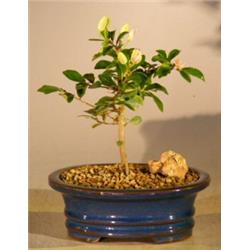 e2873 Flowering Lavender Star Flower Bonsai Tree - Grewia Occidentalis - Small