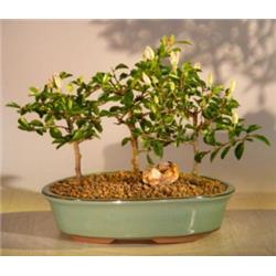 e2874 Flowering Lavender Star Flower Bonsai Tree - 3 Forest Group - Grewia Occidentalis