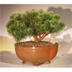 Picture of Bonsai Boy e3167 Mugo Pine Bonsai Tree - Pinus Mugo Valley Cushion - Large
