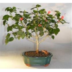 e3338 Flowering Dwarf Sleeping Hibiscus Bonsai Tree - Malvaviscus Alboretus Compactus