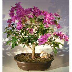 Pixie Flowering Bougainvillea Bonsai Tree - Pink