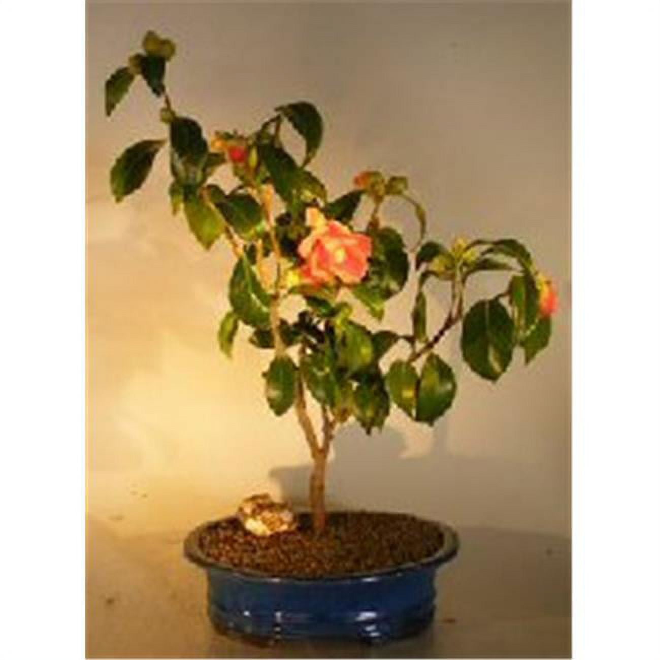 Picture of Bonsai Boy c1292 Camellia Bonsai Tree - Camellia Japonica