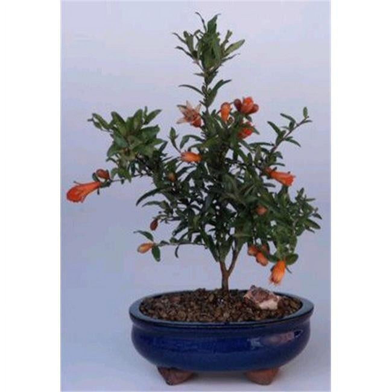 Flowering & Fruiting Dwarf Pomegranate Tree - Punica Granatum Nana - Small -  Paisaje, PA2529819