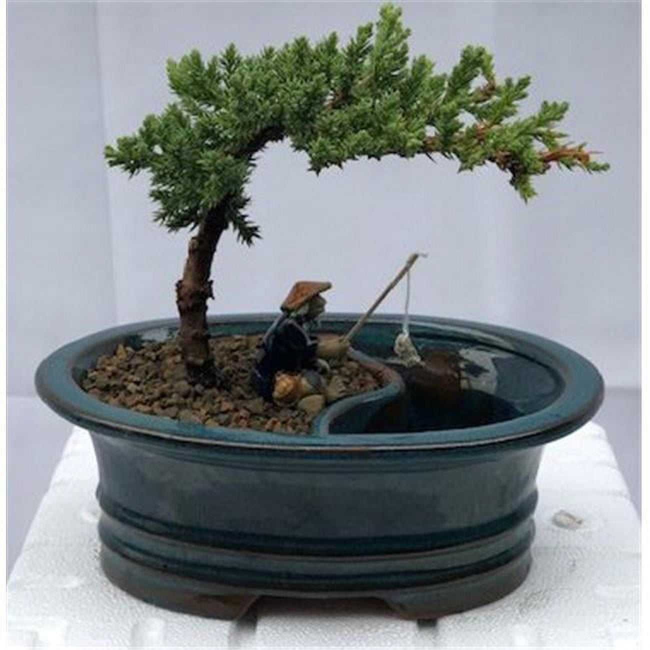 Picture of Bonsai Boy c2030 Juniper Bonsai Tree with Land & Water Pot - Juniper Procumbens Nana - Small