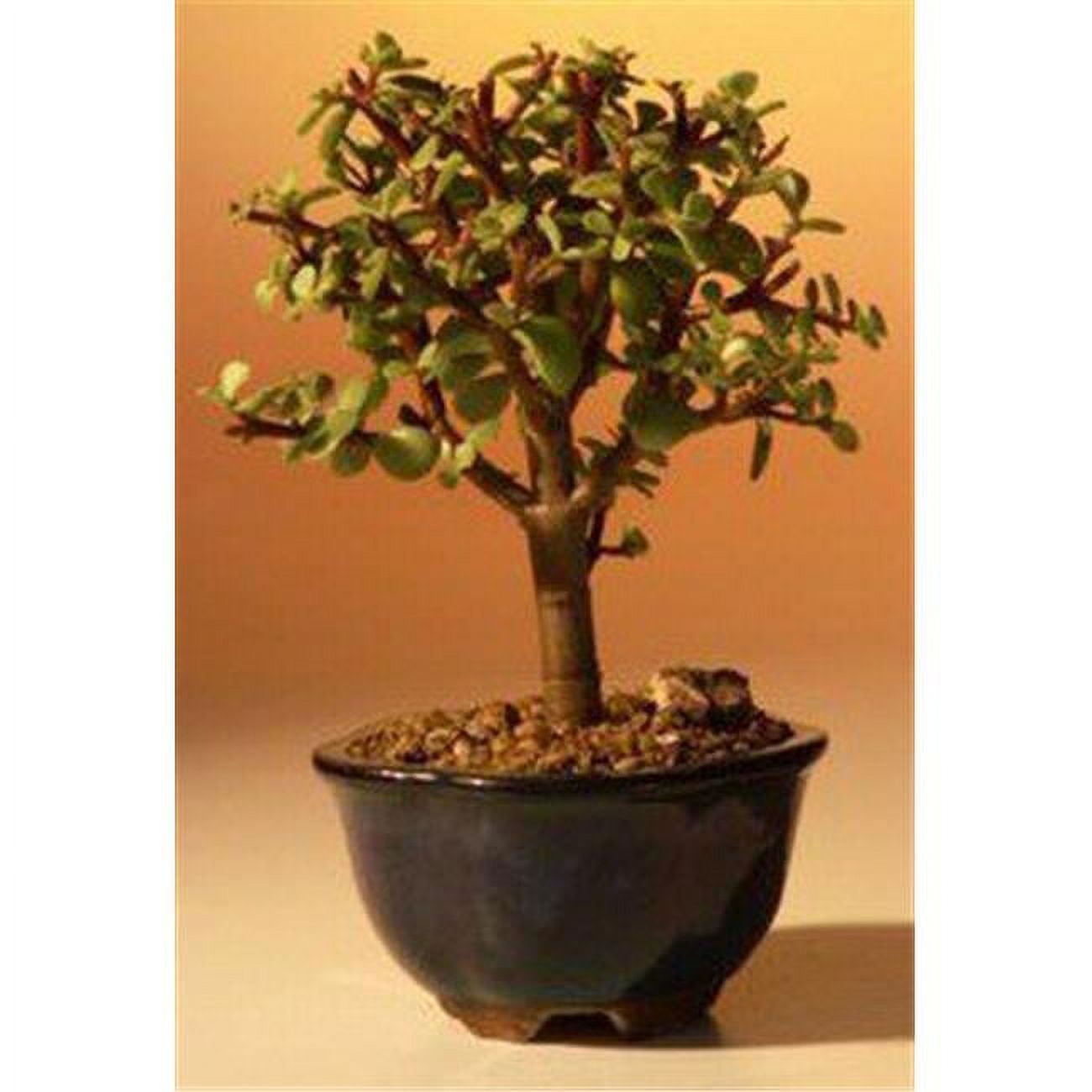 Picture of Bonsai Boy d1317 Baby Jade Bonsai Tree - Portulacaria Afra - Small