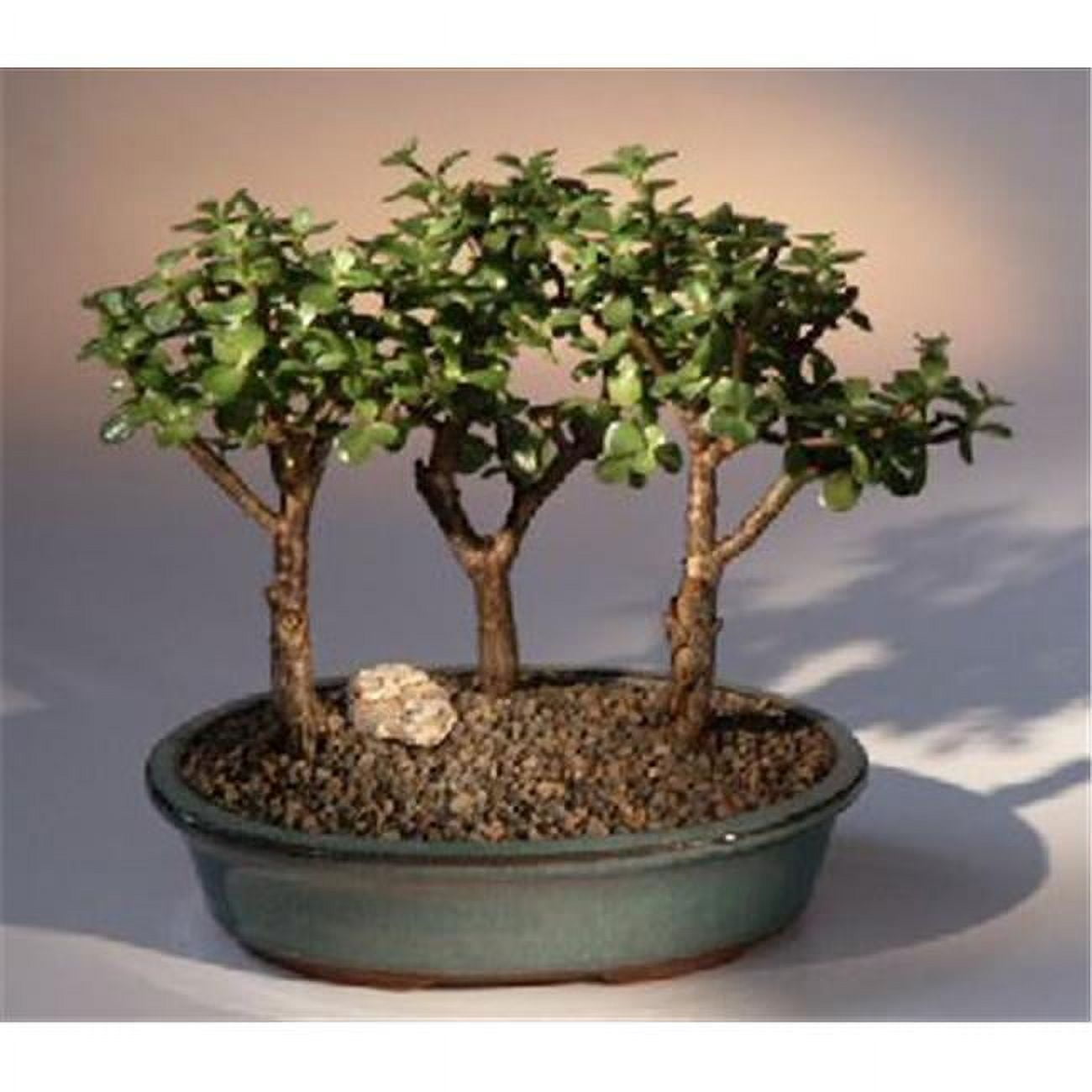 Picture of Bonsai Boy e1717 Baby Jade - 3 Bonsai Tree Group - Portulacaria Afra