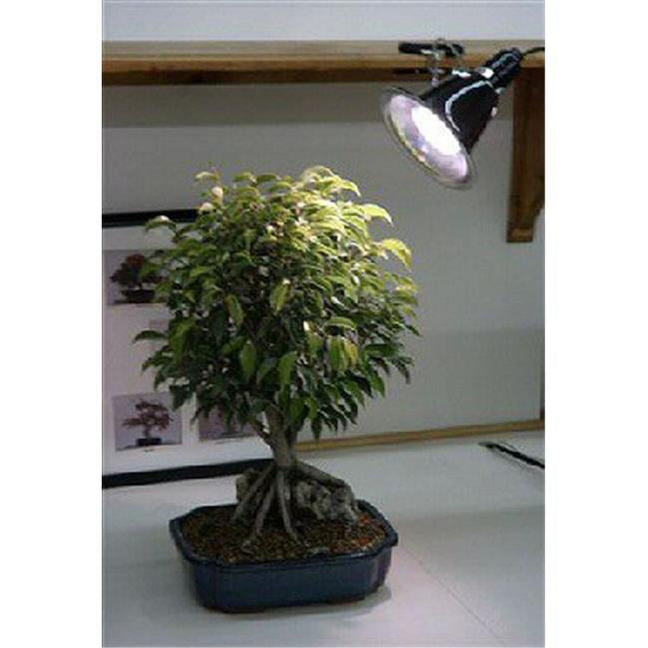 Picture of Bonsai Boy e3065 32W Grow Light Kit - Full Daylight Spectrum - Fluorescent Grow Light 150W Equivalent