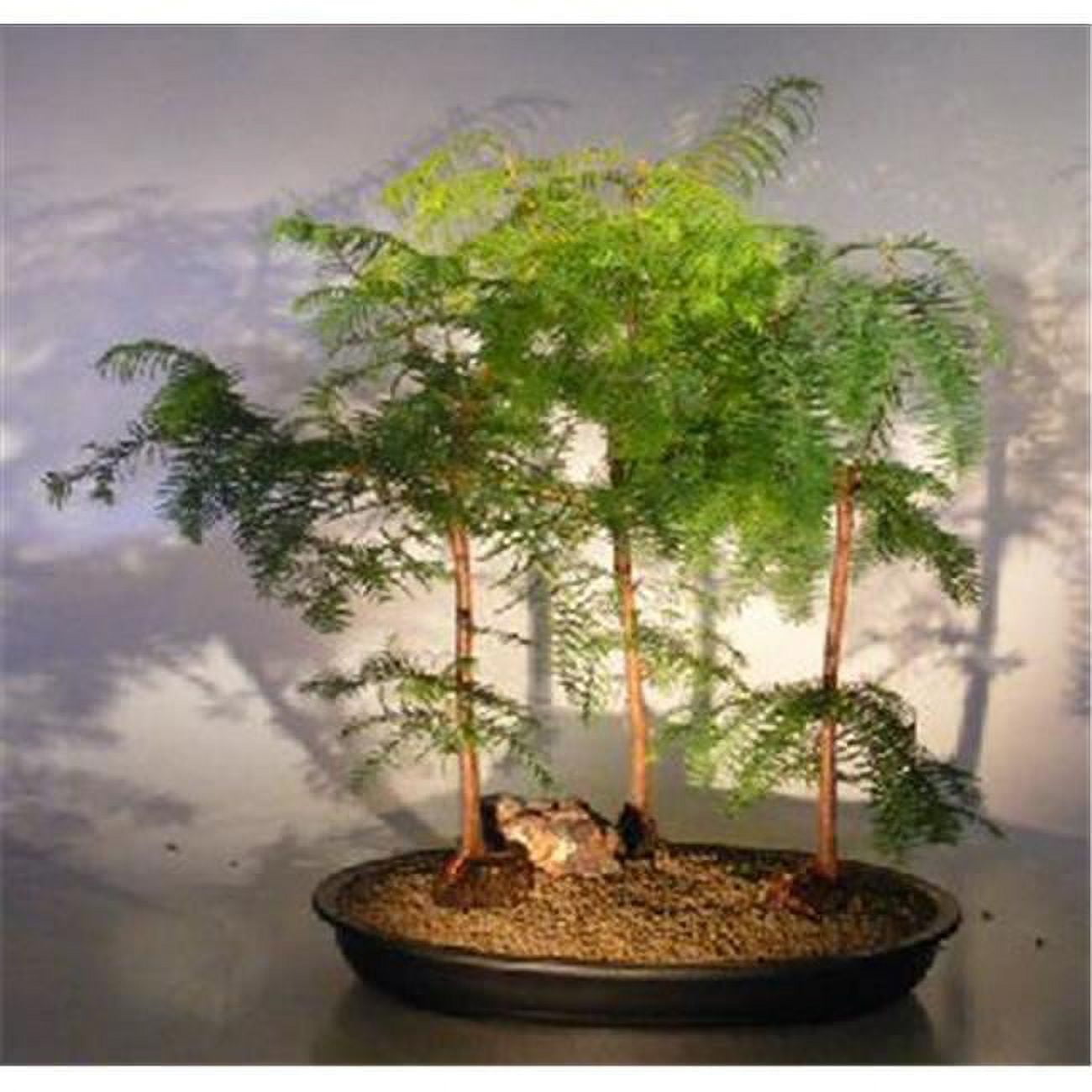 Picture of Bonsai Boy e3152 Redwood Bonsai Tree with 3 Forest Group - Metasequoia Glyptostroboides - Large