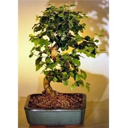 Flowering Ligustrum Bonsai Tree with Curved Trunk - Ligustrum Lucidum - Medium