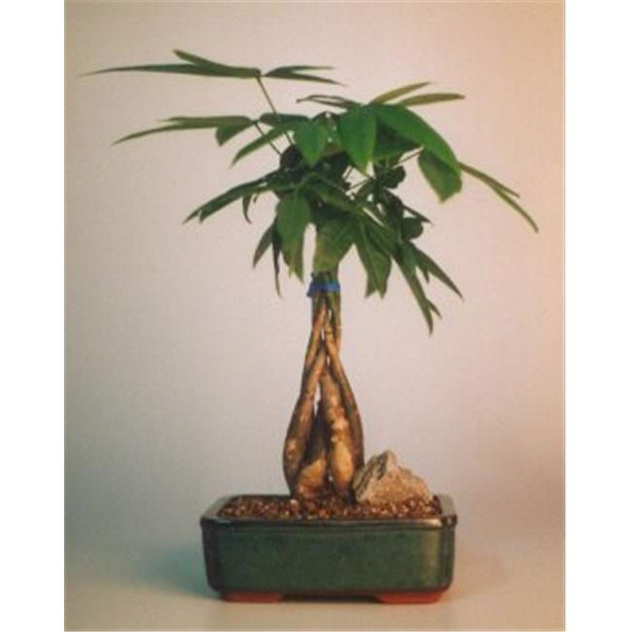 Picture of Bonsai Boy c1285 Braided Money Bonsai Tree with Good Luck Tree - Pachira Aquatica - Medium