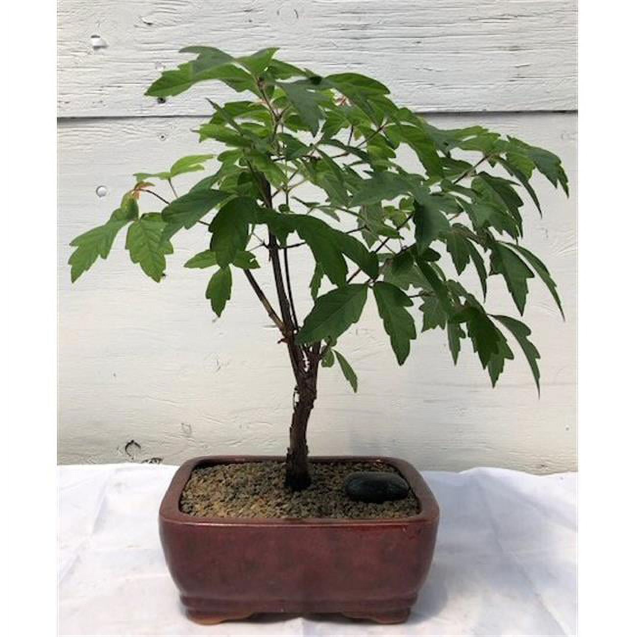 c2002 Paperbark Maple Bonsai Tree - Acer Griseum