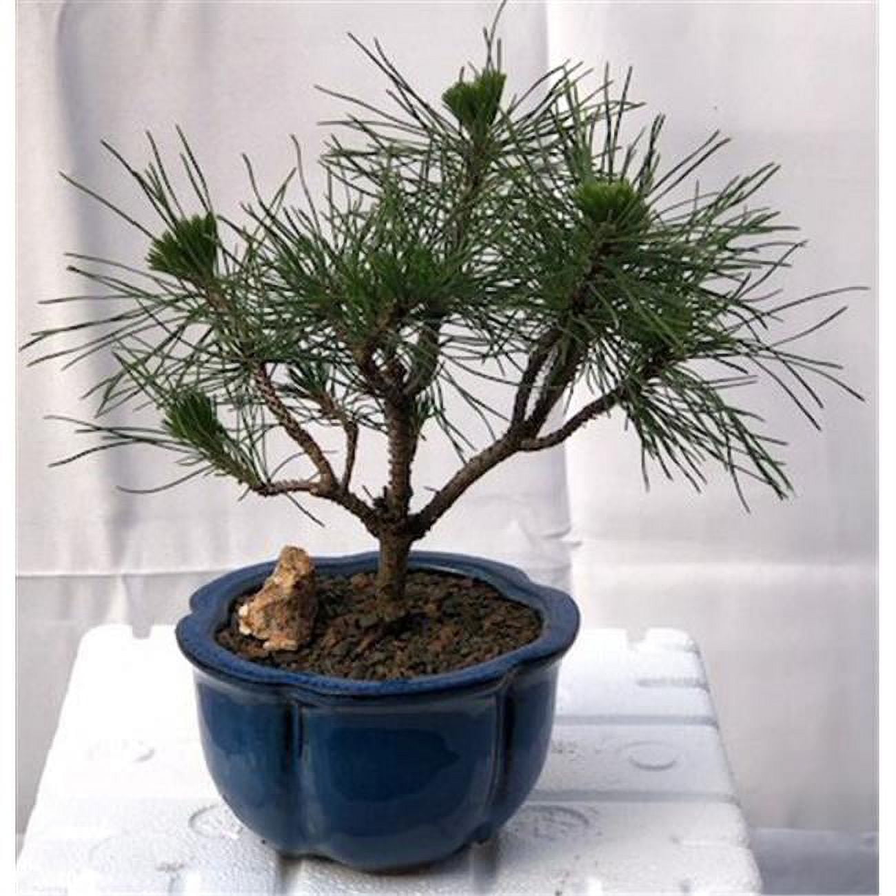 Picture of Bonsai Boy c2035 Mugo Pine Bonsai Tree - Pinus Mugo Valley Cushion - Small