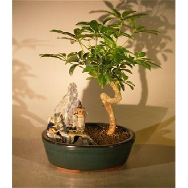 Picture of Bonsai Boy e3112 Hawaiian Umbrella Bonsai Tree with Coiled Trunk - Stone Landscape Scene - Arboricola Schefflera Luseanne