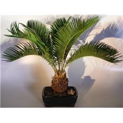 e3162 Sago Palm Bonsai Tree - Cycas Revoluta