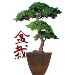BONSAI BOY