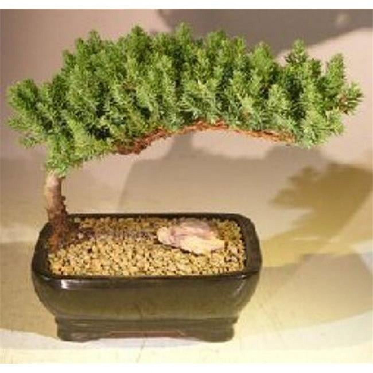 Juniper Procumbens Nana Juniper Bonsai Tree, Medium