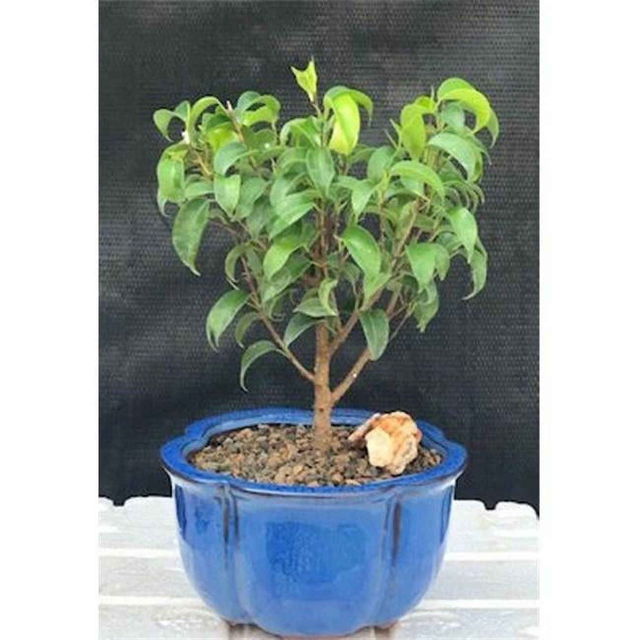 Ficus Benjamina Ficus Too Little Bonsai Tree, Small